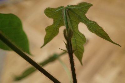 Brachychiton acerifolius - brachychiton javorolistý - mladý list
